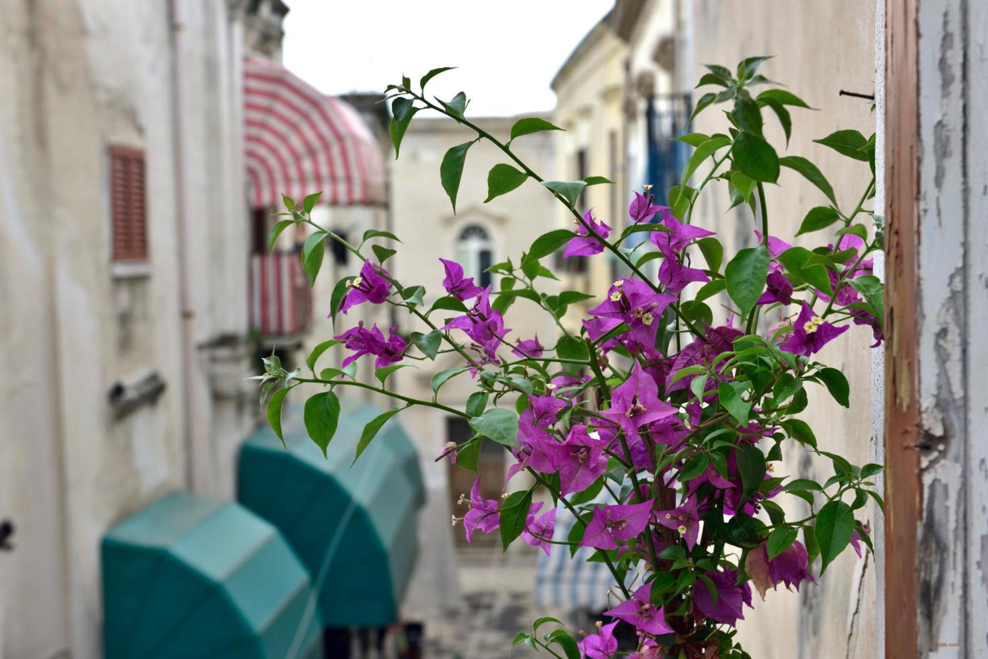 Ciaobari Apartment - Elegant 4 Bedrooms In The Heart Of Old Town エクステリア 写真